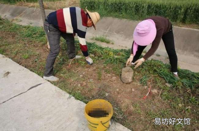 暴利背后隐藏着致命的风险 在家捕捉蚯蚓挣钱靠谱吗