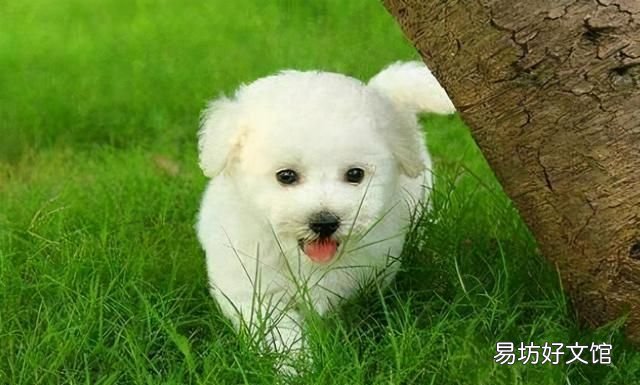 好养,又便宜的五种狗狗,养一只不后悔的狗