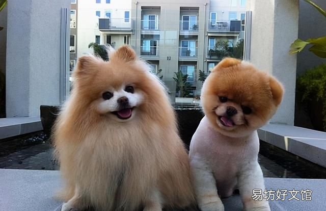 好养,又便宜的五种狗狗,养一只不后悔的狗