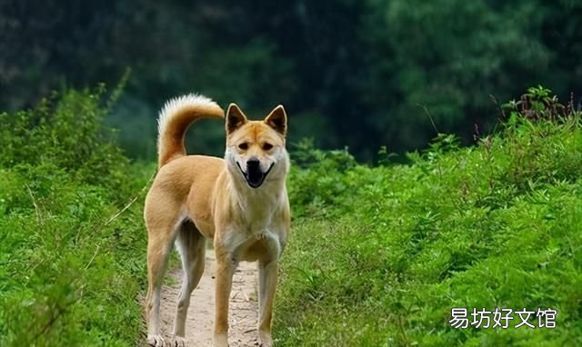 好养,又便宜的五种狗狗,养一只不后悔的狗