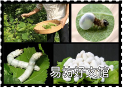 简述蚕丝被的5种好处 蚕丝被的功效与作用