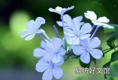 收藏 100种花的花语大全，100种花的花语太全了