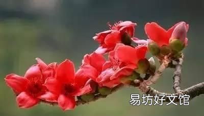 收藏 100种花的花语大全，100种花的花语太全了