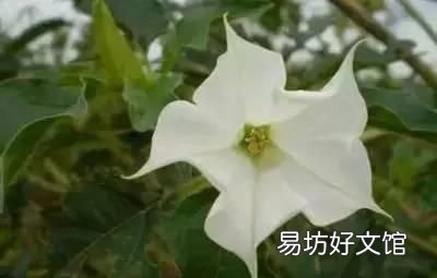 收藏 100种花的花语大全，100种花的花语太全了