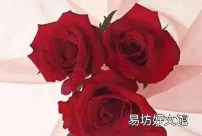 收藏 100种花的花语大全，100种花的花语太全了