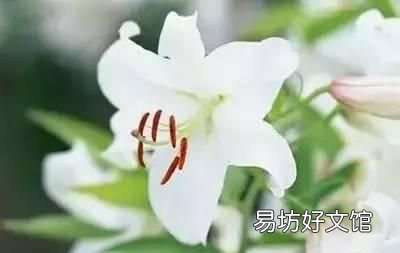 收藏 100种花的花语大全，100种花的花语太全了
