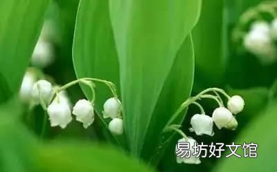 收藏 100种花的花语大全，100种花的花语太全了