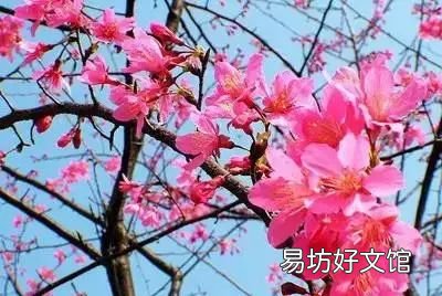 收藏 100种花的花语大全，100种花的花语太全了