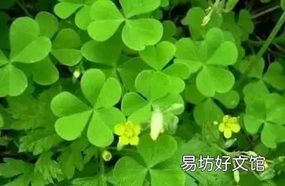 收藏 100种花的花语大全，100种花的花语太全了