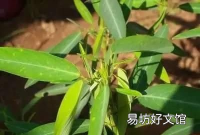 收藏 100种花的花语大全，100种花的花语太全了