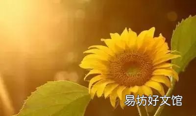 收藏 100种花的花语大全，100种花的花语太全了