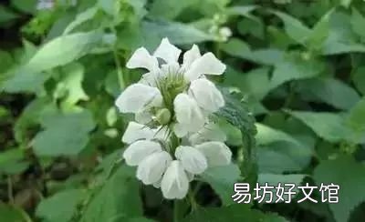 收藏 100种花的花语大全，100种花的花语太全了