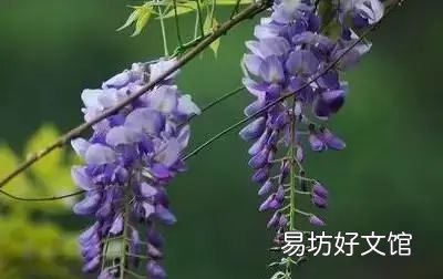 收藏 100种花的花语大全，100种花的花语太全了