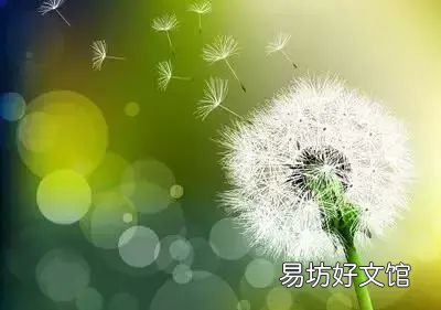 收藏 100种花的花语大全，100种花的花语太全了