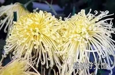 收藏 100种花的花语大全，100种花的花语太全了
