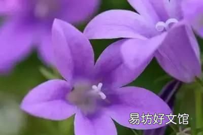 收藏 100种花的花语大全，100种花的花语太全了