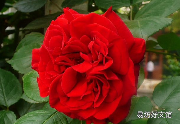 收藏 100种花的花语大全，100种花的花语太全了