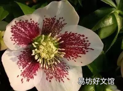 收藏 100种花的花语大全，100种花的花语太全了