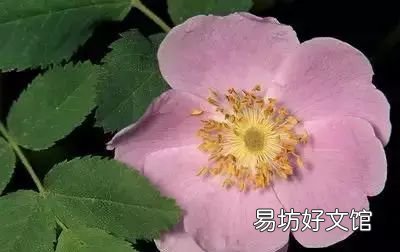 收藏 100种花的花语大全，100种花的花语太全了