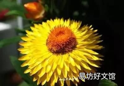 收藏 100种花的花语大全，100种花的花语太全了
