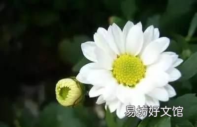 收藏 100种花的花语大全，100种花的花语太全了