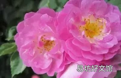 收藏 100种花的花语大全，100种花的花语太全了