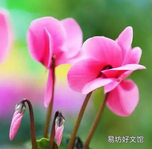 收藏 100种花的花语大全，100种花的花语太全了