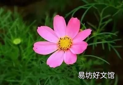 收藏 100种花的花语大全，100种花的花语太全了