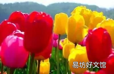 收藏 100种花的花语大全，100种花的花语太全了