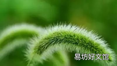收藏 100种花的花语大全，100种花的花语太全了