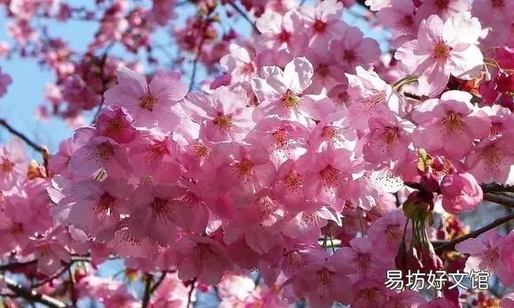 收藏 100种花的花语大全，100种花的花语太全了