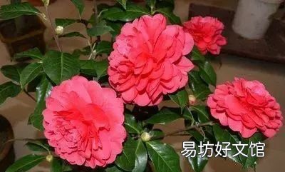 收藏 100种花的花语大全，100种花的花语太全了