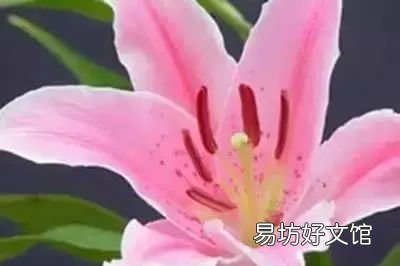 收藏 100种花的花语大全，100种花的花语太全了