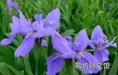 收藏 100种花的花语大全，100种花的花语太全了