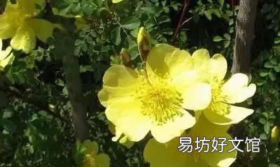 收藏 100种花的花语大全，100种花的花语太全了