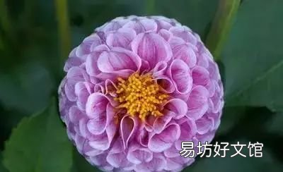 收藏 100种花的花语大全，100种花的花语太全了