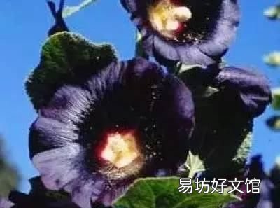 收藏 100种花的花语大全，100种花的花语太全了