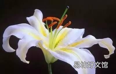 收藏 100种花的花语大全，100种花的花语太全了