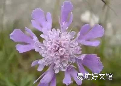 收藏 100种花的花语大全，100种花的花语太全了