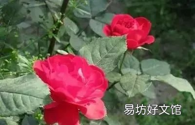 收藏 100种花的花语大全，100种花的花语太全了
