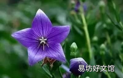 收藏 100种花的花语大全，100种花的花语太全了