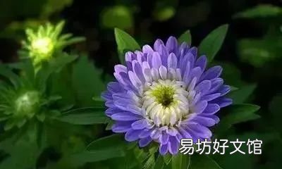 收藏 100种花的花语大全，100种花的花语太全了