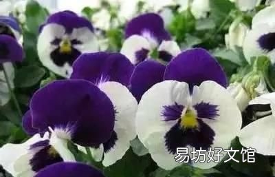 收藏 100种花的花语大全，100种花的花语太全了