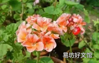 收藏 100种花的花语大全，100种花的花语太全了
