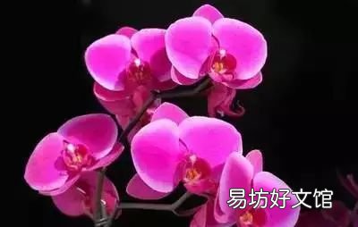 收藏 100种花的花语大全，100种花的花语太全了