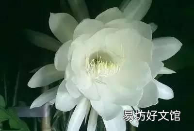 收藏 100种花的花语大全，100种花的花语太全了