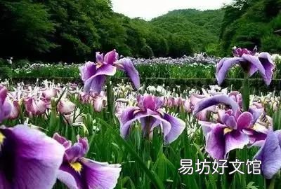 收藏 100种花的花语大全，100种花的花语太全了
