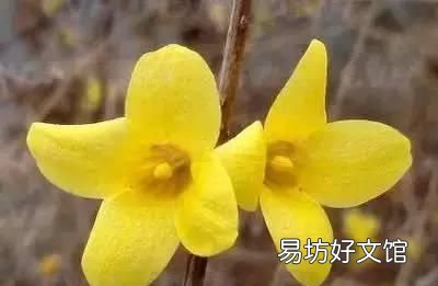 收藏 100种花的花语大全，100种花的花语太全了