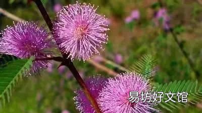 收藏 100种花的花语大全，100种花的花语太全了