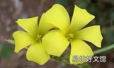 收藏 100种花的花语大全，100种花的花语太全了